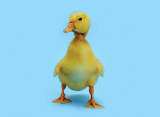 Just ducky mascot design inspiration